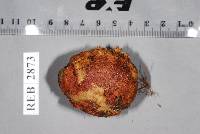 Rhizopogon ochraceorubens image