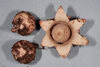 Geastrum australe image