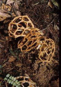 Clathrus chrysomycelinus image