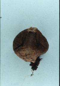 Lycoperdon spadiceum image