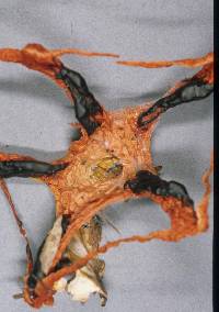 Clathrus archeri image