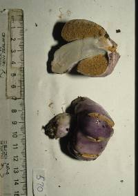 Cortinarius porphyroideus image