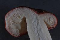 Russula kermesina image