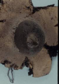 Geastrum plicatum image