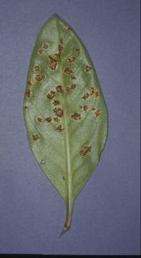 Puccinia coprosmae image