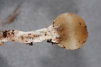 Psilocybe weraroa image