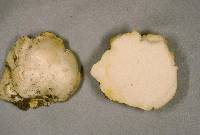 Gymnomyces leucocarpus image