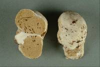 Notholepiota areolata image