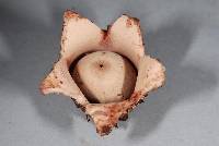 Geastrum australe image