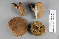 Boletus chrysenteron image