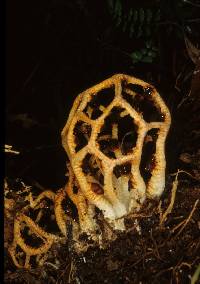 Clathrus chrysomycelinus image