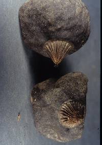 Geastrum plicatum image