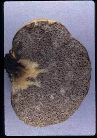 Truncocolumella citrina image