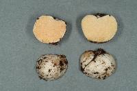 Gymnomyces redolens image