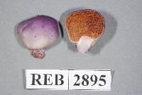 Cortinarius porphyroideus image