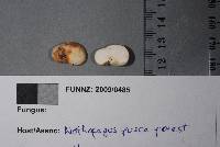 Gymnomyces parvisaxoides image