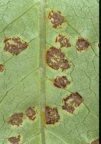 Puccinia coprosmae image