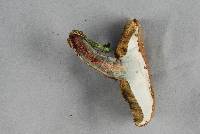 Boletus chrysenteron image