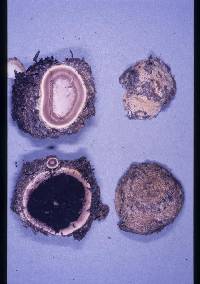 Elaphomyces granulatus image