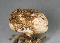 Lycoperdon compactum image