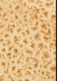 Calvatia craniiformis image