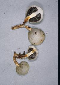 Psilocybe weraroa image