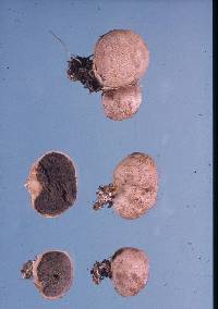 Scleroderma flavidum image