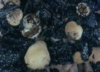 Nidularia deformis image