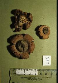 Geastrum triplex image