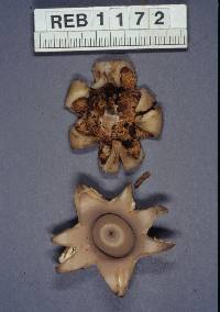 Geastrum triplex image