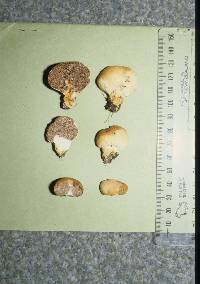 Cortinarius flavidulus image