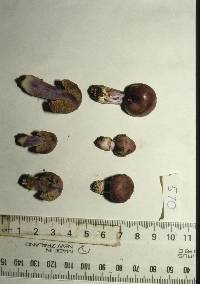 Cortinarius porphyroideus image