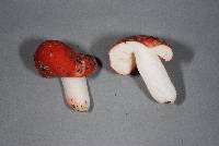 Russula kermesina image