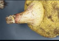 Boletus chrysenteron image