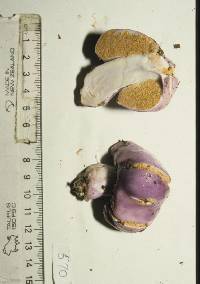 Cortinarius porphyroideus image