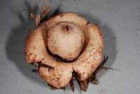 Geastrum australe image