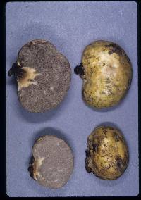 Truncocolumella citrina image