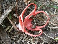 Clathrus archeri image