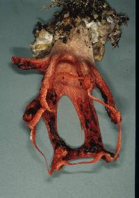 Clathrus archeri image