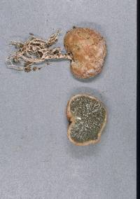 Image of Hysterangium neotunicatum