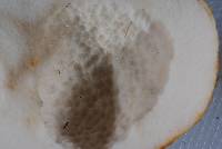 Rhizopogon ochraceorubens image