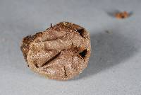 Lycoperdon glabrescens image