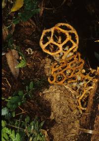 Clathrus chrysomycelinus image