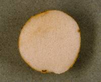 Gymnomyces parvisaxoides image