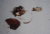 Psilocybe weraroa image
