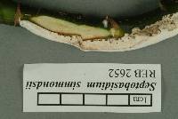 Septobasidium simmondsii image