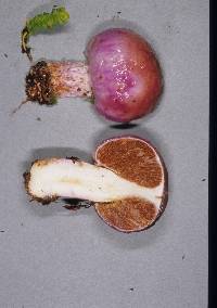 Cortinarius porphyroideus image