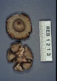 Geastrum triplex image