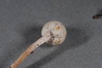 Tympanella galanthina image