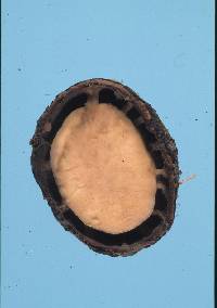 Mesophellia arenaria image